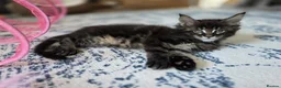 Maine Coon cats for sale: Five Beautiful Maine Coon Kittens - Advert 32