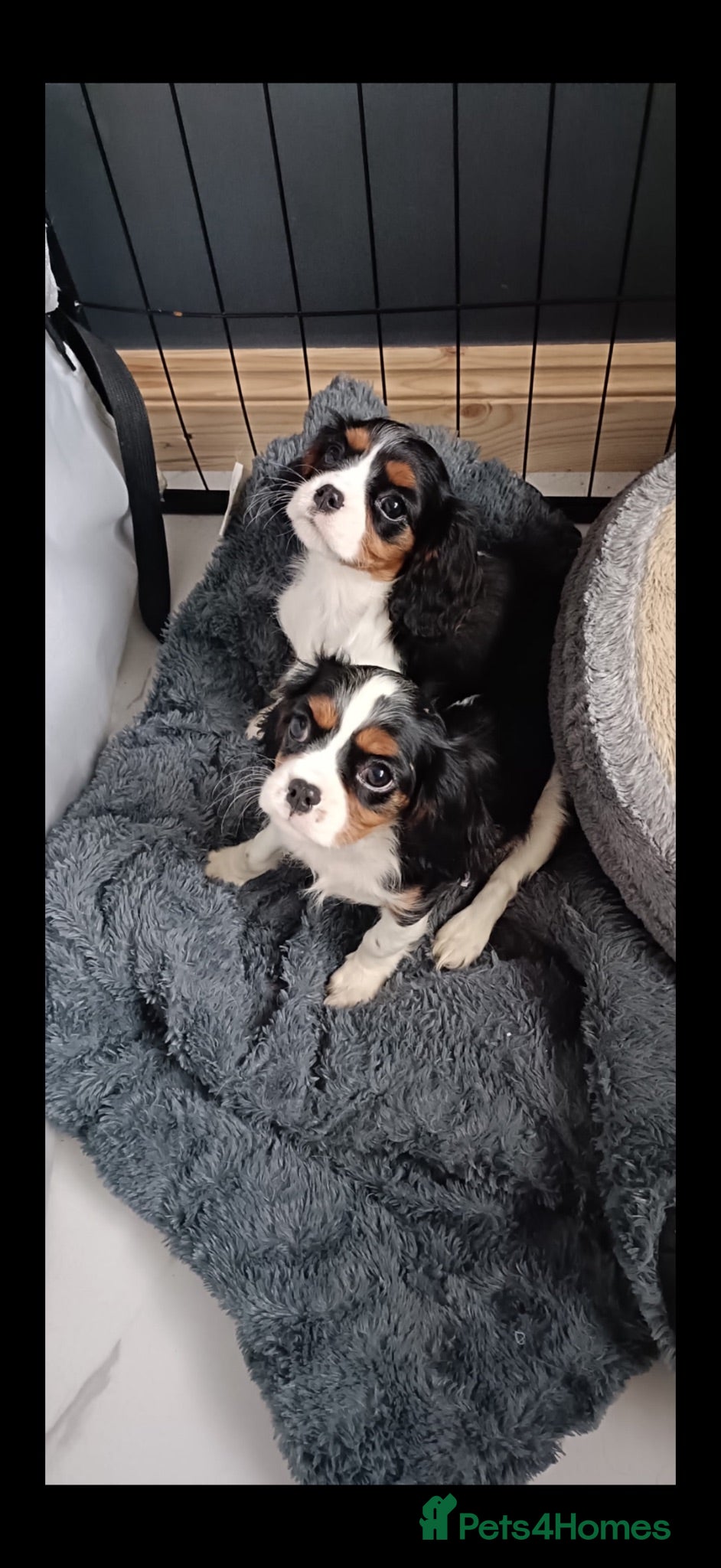 Cavalier King Charles Spaniel dogs Royal kennel club cavalier puppies dna clear - Advert 2