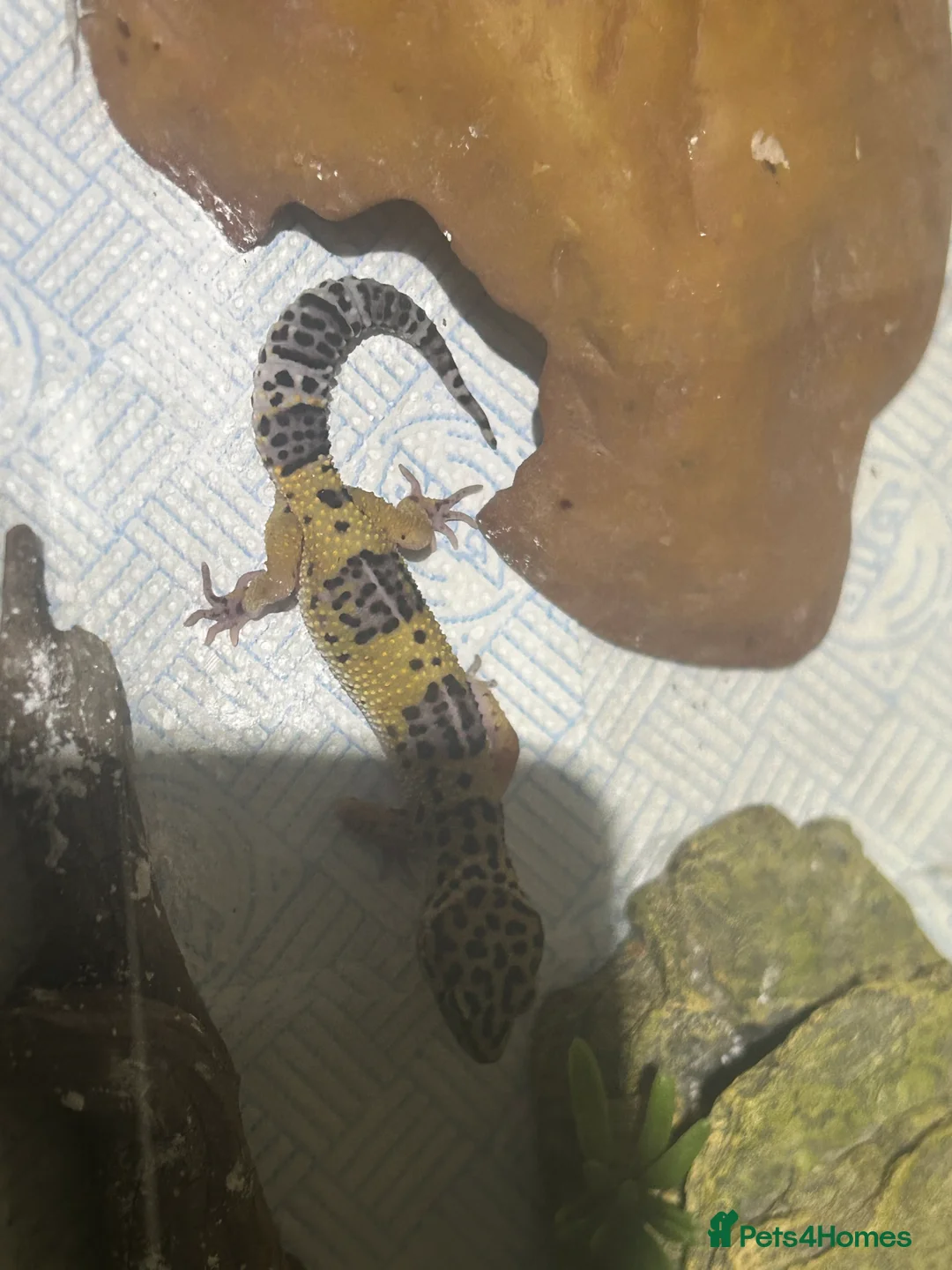 Leopard Gecko reptiles for sale: leopard gecko  - Advert 2