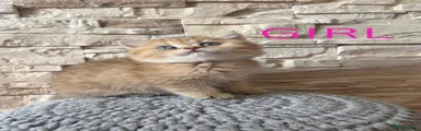 Cosmo
