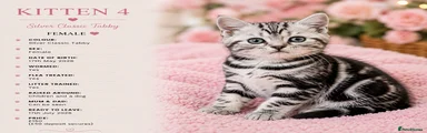 Silver Classic Tabby Female