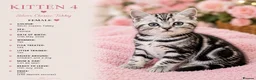 Mixed Breed cats for sale: Beautiful Silver Tabby Kittens, Ready 17th July  - Advert 3