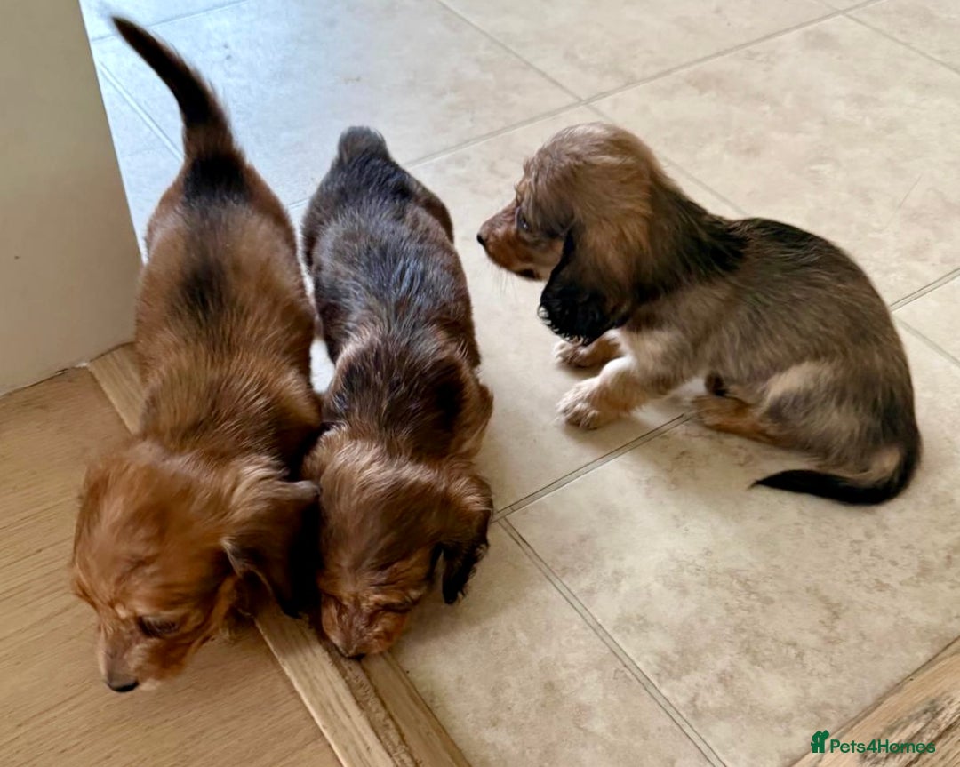 Miniature Dachshund dogs for sale: UPDATED PHOTOS - Long Haired Miniature Dachshunds  - Image 19
