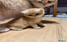 British Shorthair cats for sale: GCCF reg BSH Chocolate and Black Golden Kittens in London - Image 1