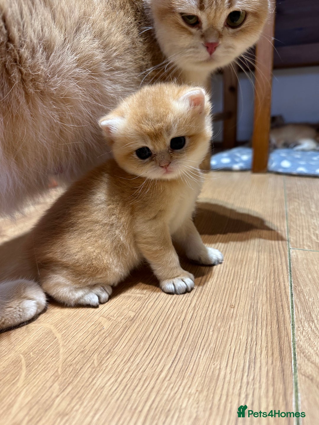 British Shorthair cats for sale: GCCF reg BSH Chocolate and Black Golden Kittens in London - Image 1