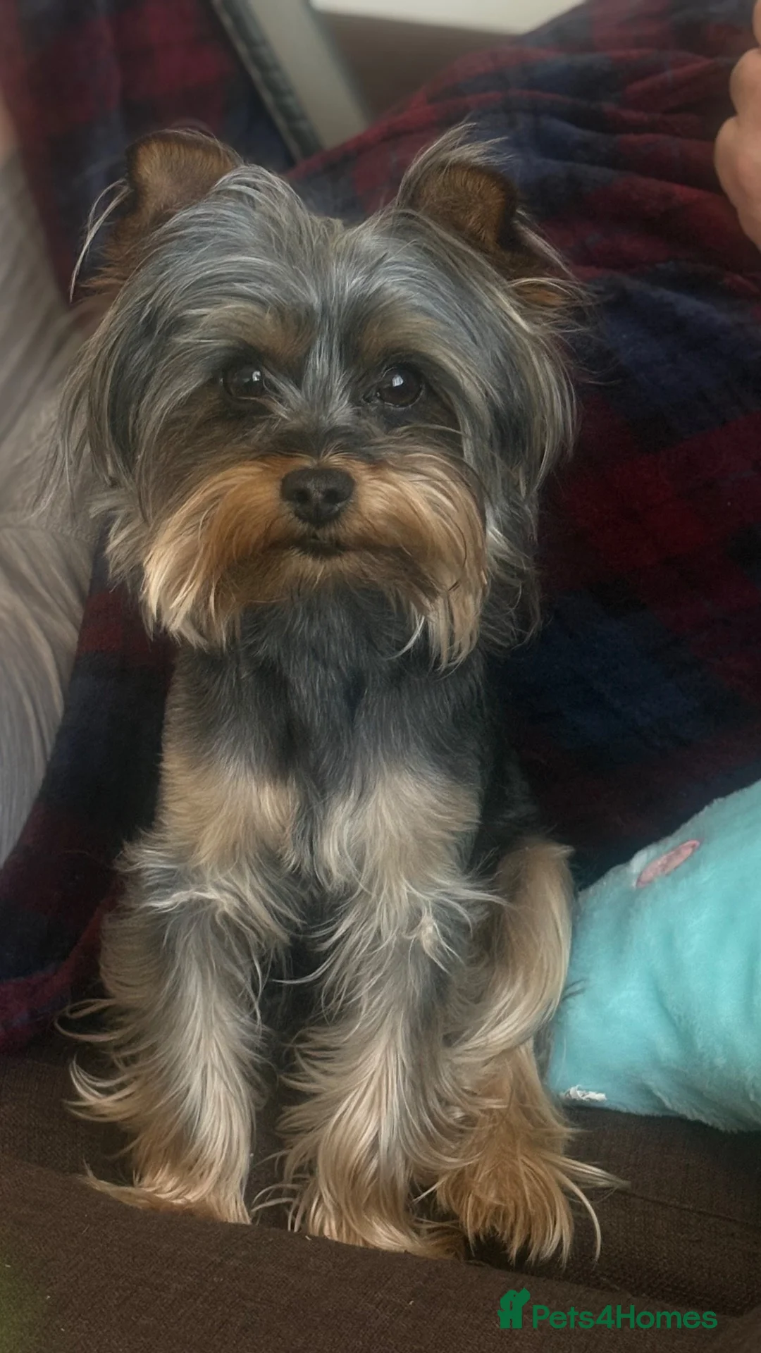 Yorkshire Terrier dogs for sale: Mini yorkie - Advert 2