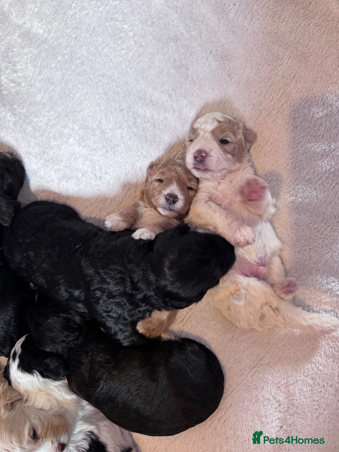 Cockapoo dogs for sale: Superb F1 Cockapoos in Aberdeen - Advert 1