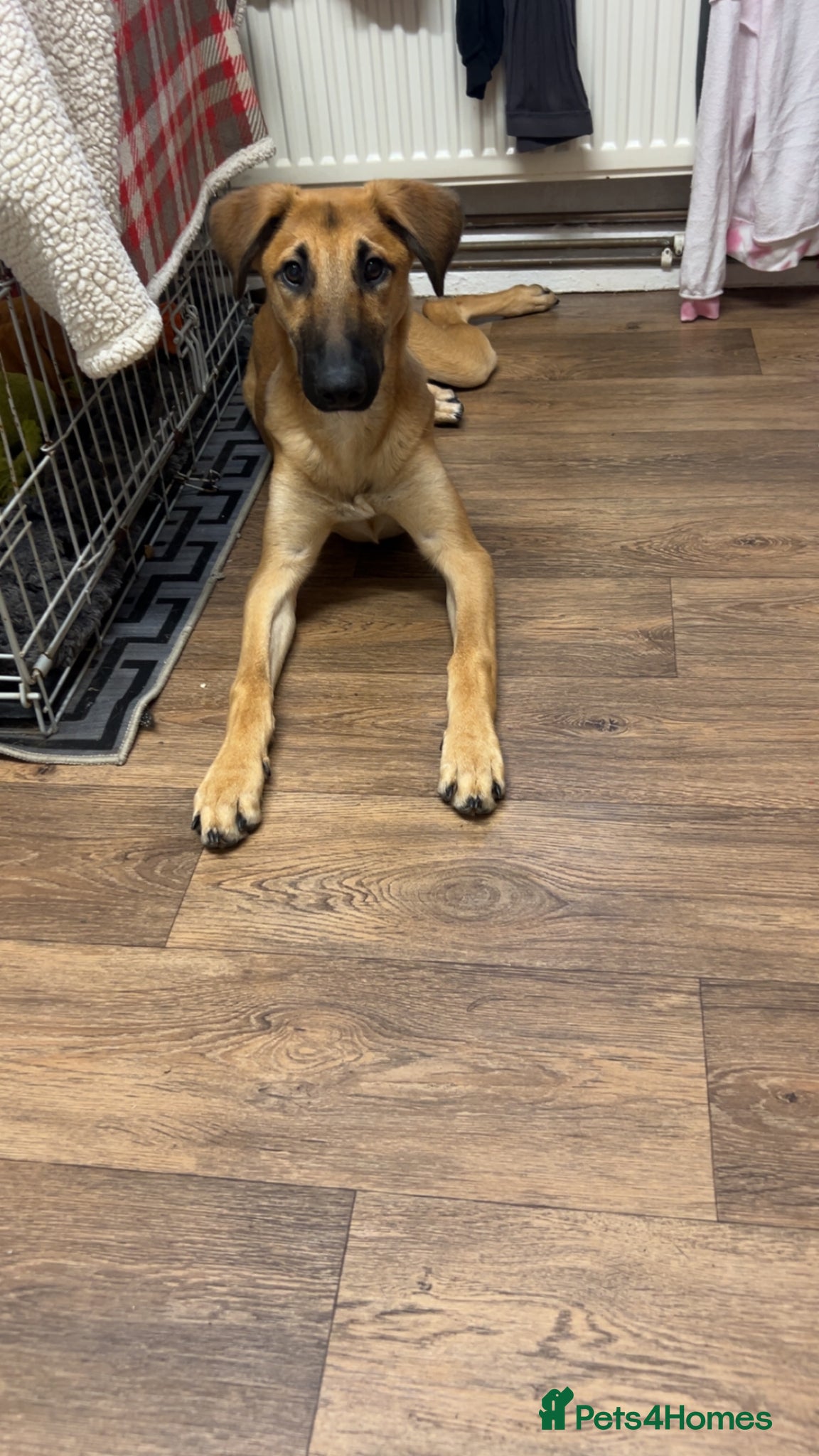 Mixed Breed dogs Reki  - Advert 15