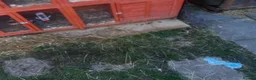 Rex rabbits for sale: Rex rabbits and hutches.  in Birmingham - Advert 2