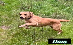 Labrador Retriever dogs for sale: Field Trial Champion Kc reg Labrador Puppies.  - Image 4
