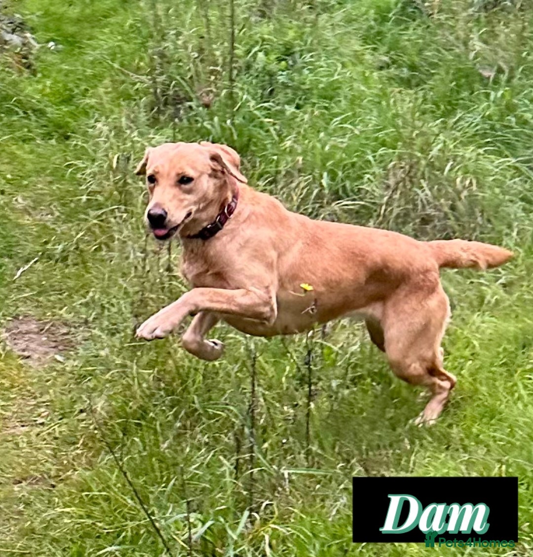 Labrador Retriever dogs for sale: Field Trial Champion Kc reg Labrador Puppies.  - Image 4