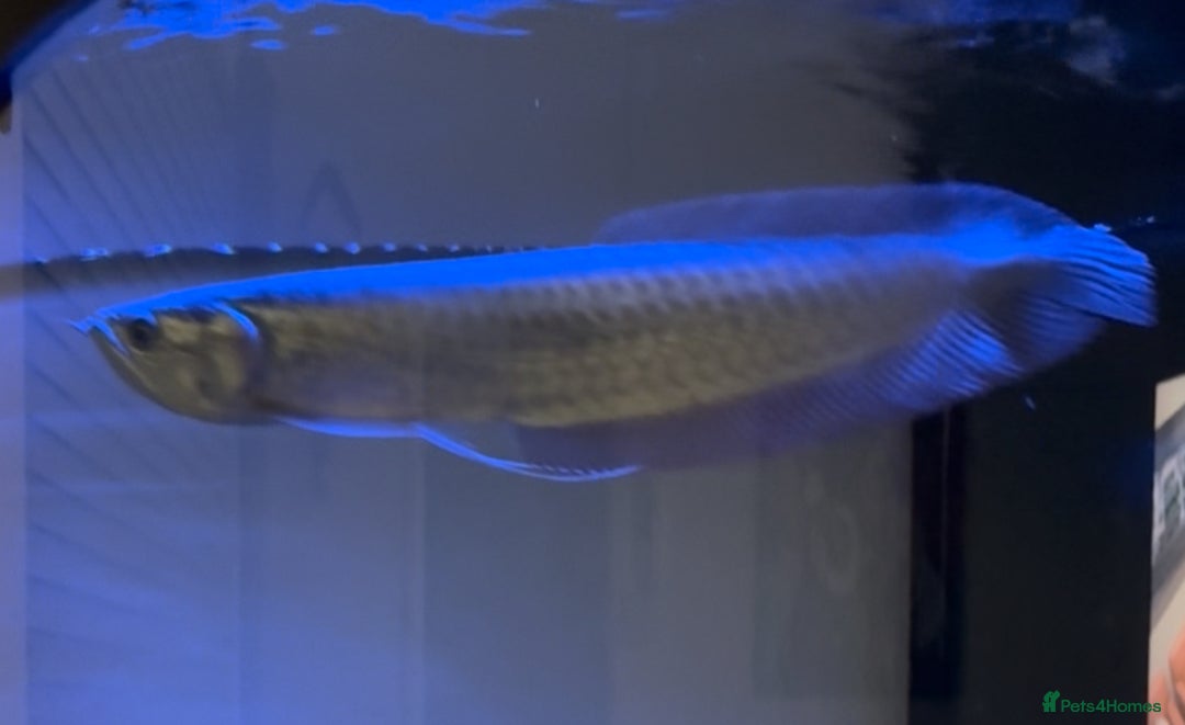 Angelfish fish for sale: Arawana 10 inches long  - Image 4