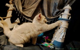 British Shorthair cats for sale: Fawn male Shorthair Tica  - Image 13