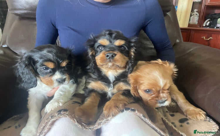 Cavalier King Charles Spaniel dogs - Advert 1