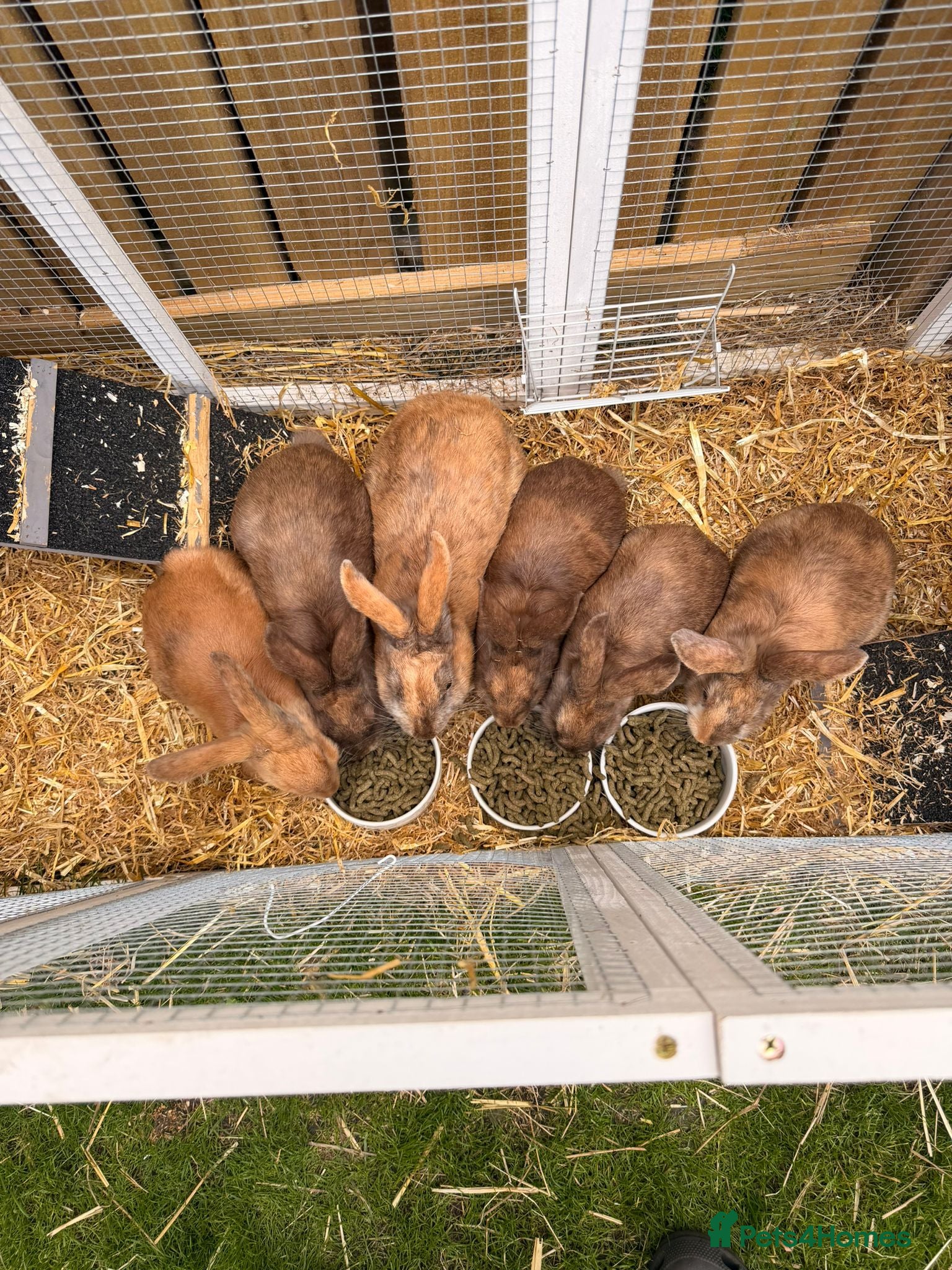 Mixed Breed rabbits Rabbits  - Advert 11