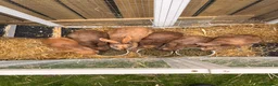 Mixed Breed rabbits for sale: Rabbits  - Advert 1