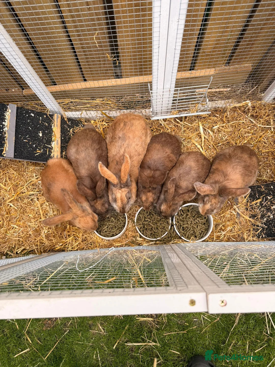 Mixed Breed rabbits for sale: Rabbits  - Advert 1