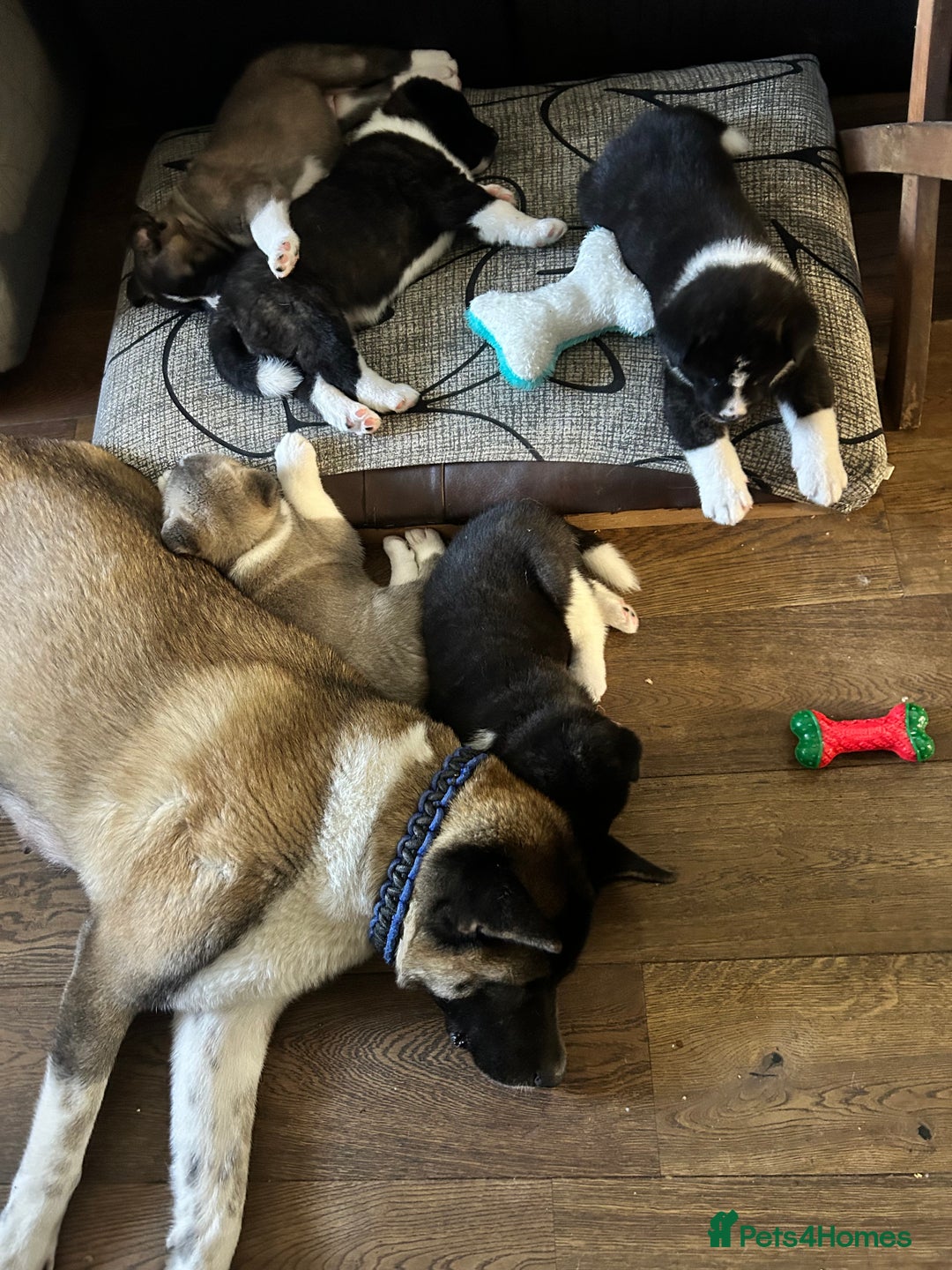 Akita dogs for sale: Akita Puppies for Sale - Advert 4