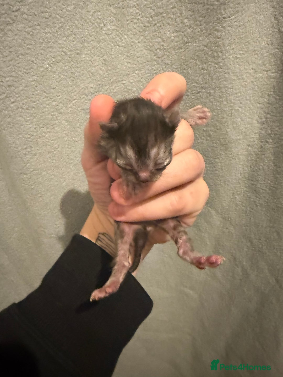 Mixed Breed cats for sale: Mainecoon cross kittens 3 boys remaingng  - Advert 4