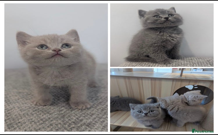 British Shorthair cats - Advert 5