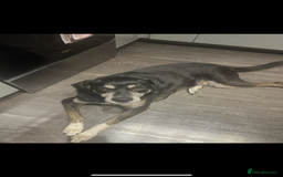 Mixed Breed dogs for sale: Tieka 9yr Old Lab Mix Looking for Forever Home - Image 7