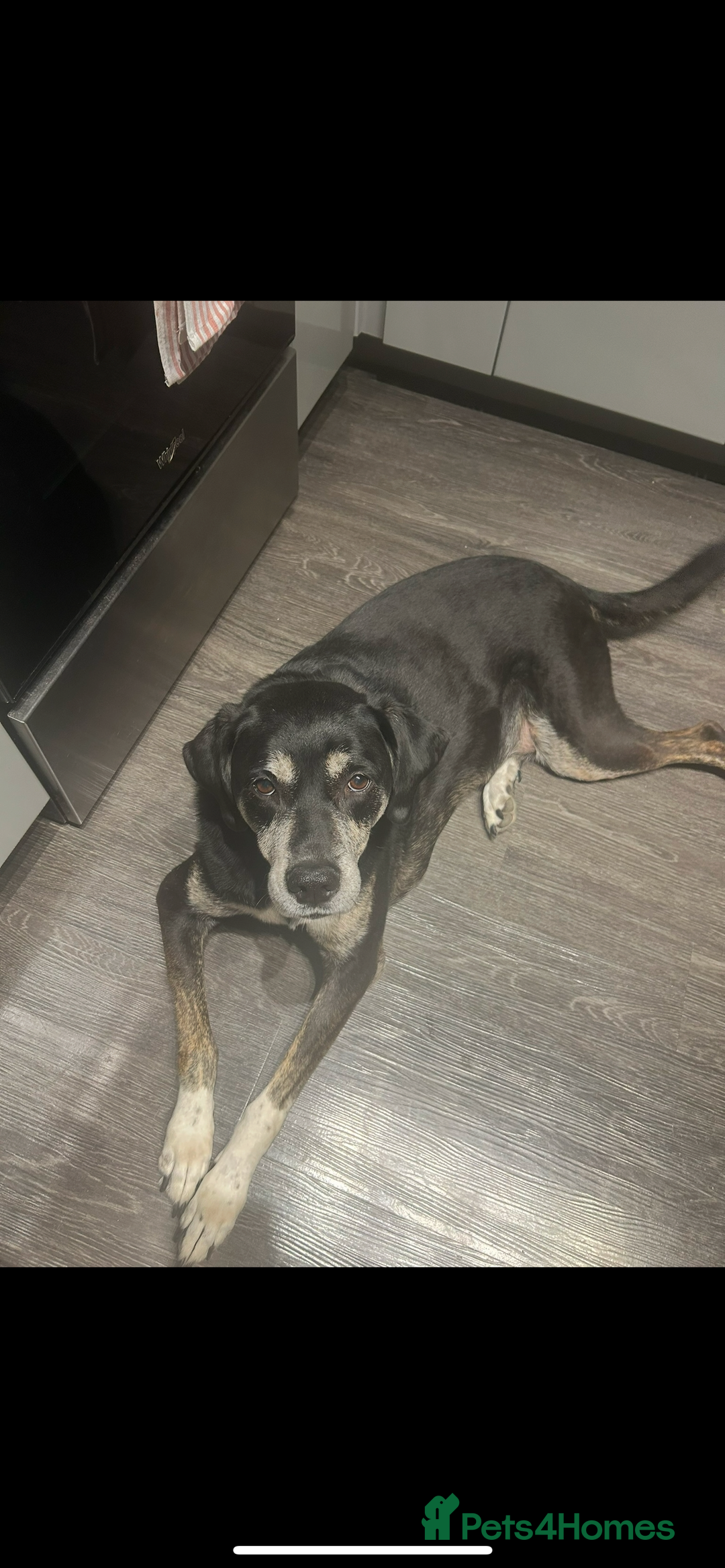 Mixed Breed dogs for sale: Tieka 9yr Old Lab Mix Looking for Forever Home - Image 7