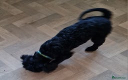 Cavapoo dogs for sale: Male 12 month old cavapoo - Advert 2