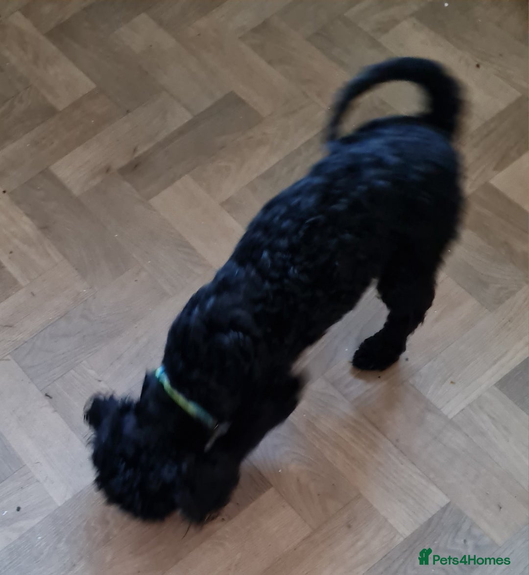 Cavapoo dogs for sale: Male 12 month old cavapoo - Advert 2