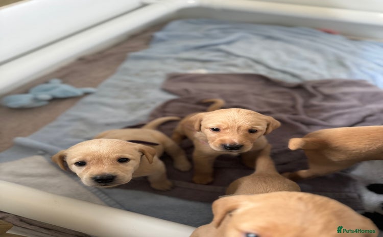 Labrador Retriever dogs - Advert 10