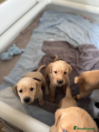 Labrador Retriever dogs - Advert 10