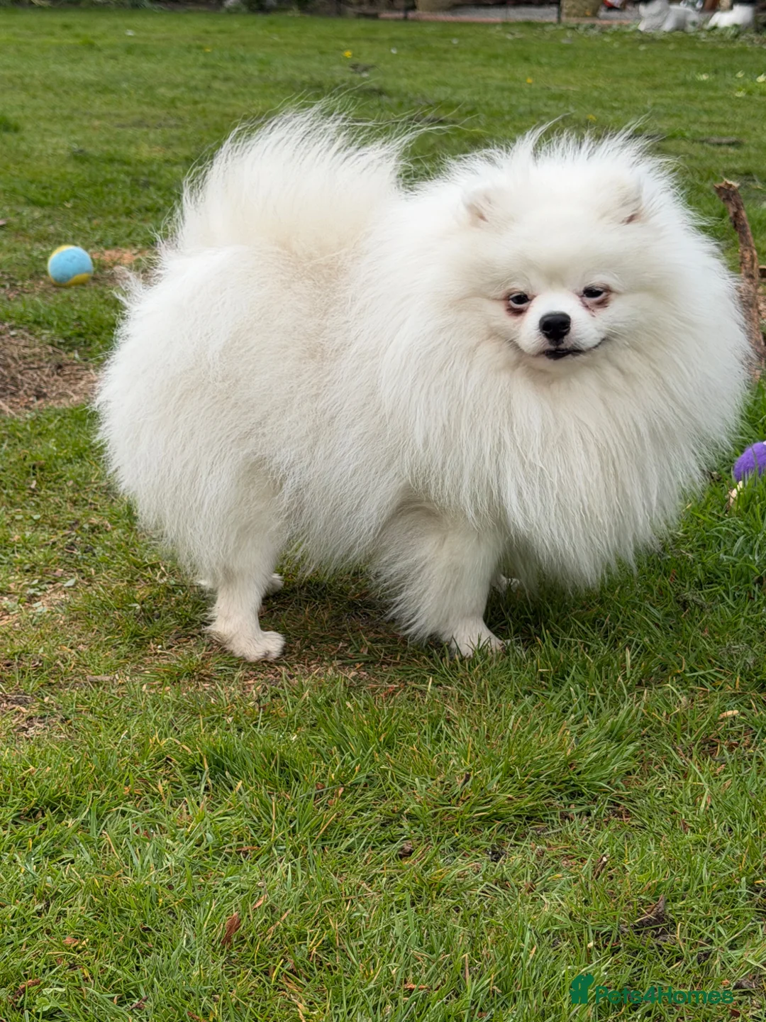 Pomeranian dogs for sale: Male Pomeranian  in Boston - Advert 2