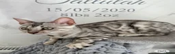 Bengal cats for sale: Stunning Silver Bengal Queen Registered, Active  - Advert 4
