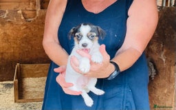 Jack Russell dogs for sale: Gorgeous Jack Russell puppies  - Image 7