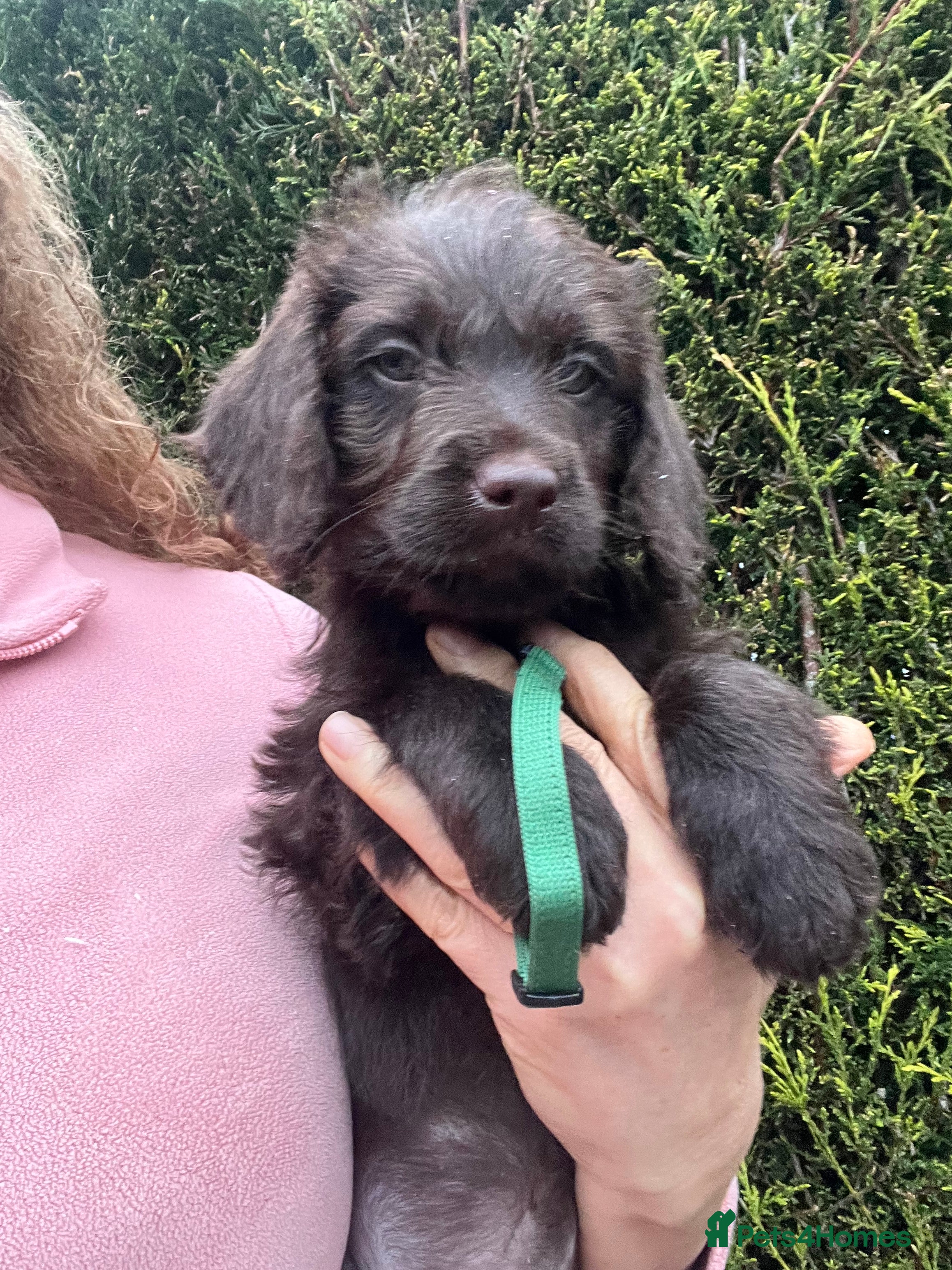 Labradoodle dogs 5 ⭐️ licensed Home breeder - Advert 11