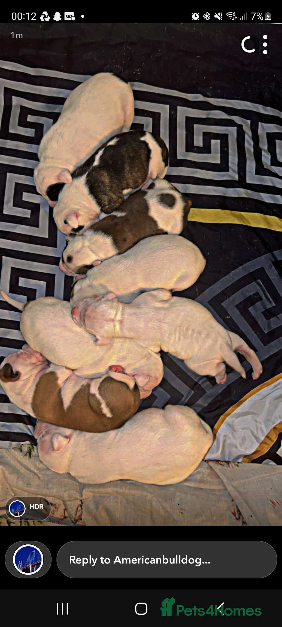 American Bulldog dogs for stud: American bulldog studd - Advert 4