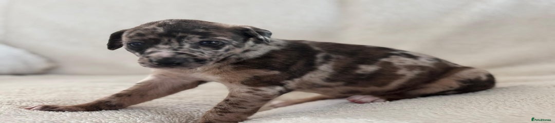 Mixed Breed Puppy 6