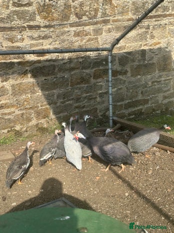 Guinea Fowl poultry - Advert 7