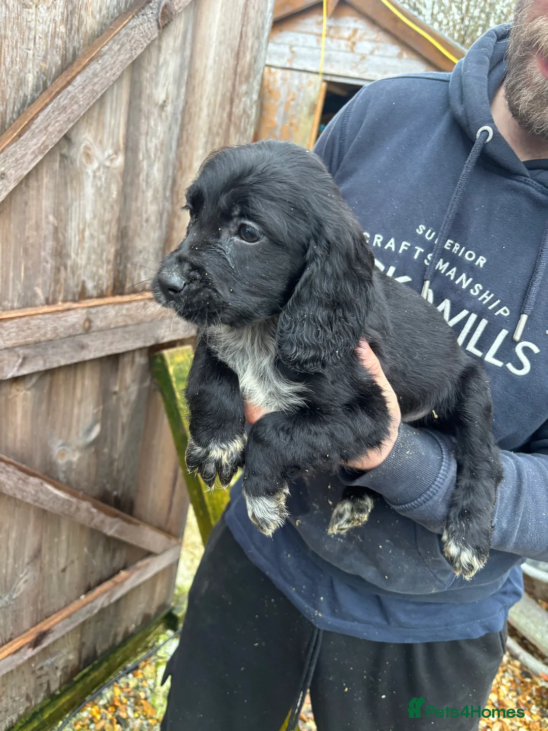 Cockalier dogs for sale: Beautiful Cockerlier puppies forsale - Advert 11