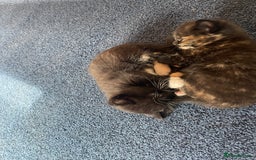 Mixed Breed cats for sale: Male kitten, perfect with kids and dogs. - Image 7