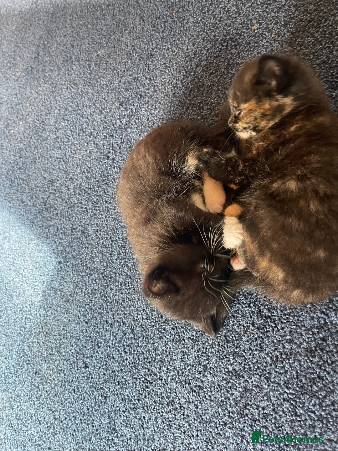 Mixed Breed cats for sale: Male kitten, perfect with kids and dogs. - Image 7
