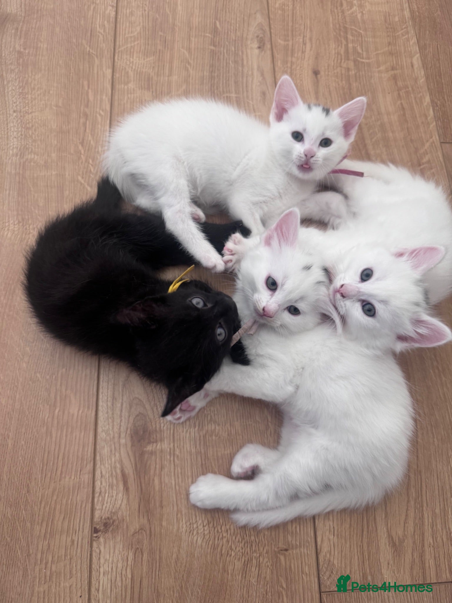 Domestic Shorthair cats Kittens for sale - Advert 1