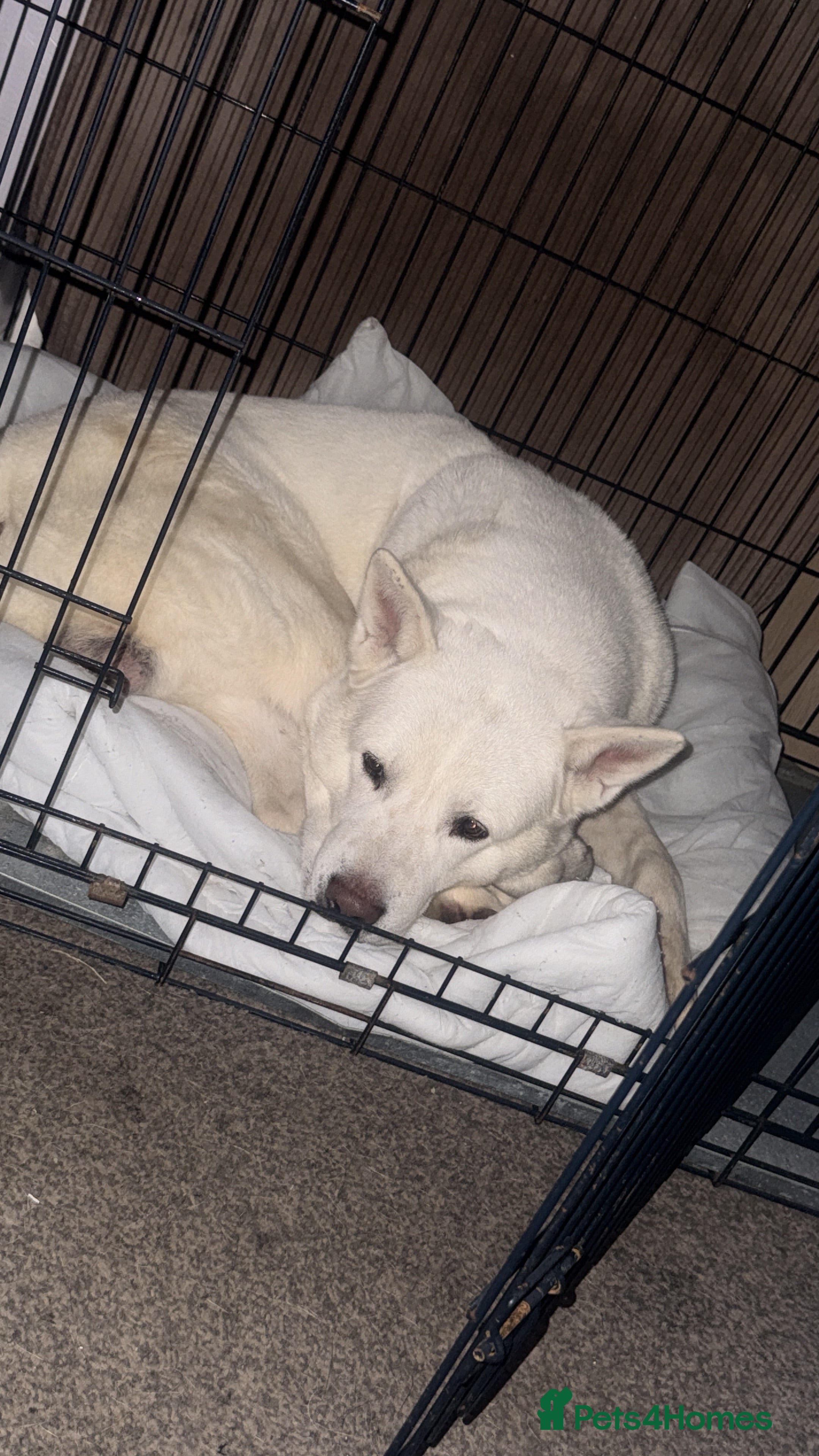 Akita dogs Beautiful strong male Akita  - Advert 1