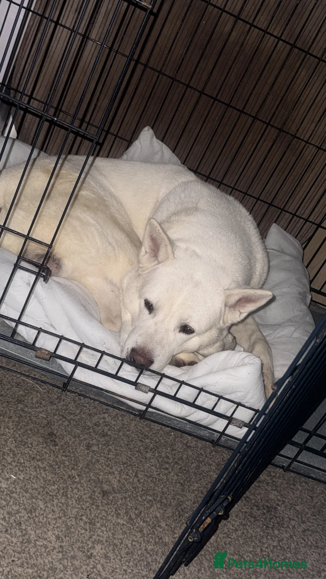 Akita dogs for sale: Beautiful strong male Akita  - Advert 1