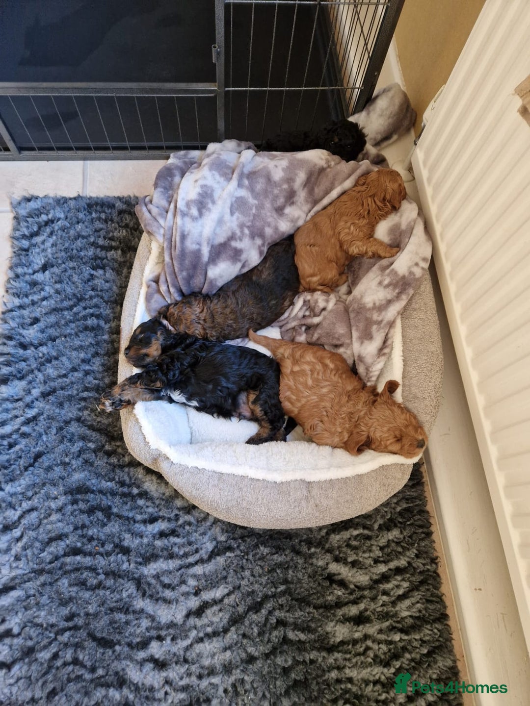 Cavachon dogs for sale: Beautiful Phantom, Sable and Red Cavapoochon Pups - Advert 14