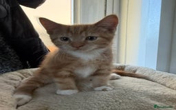 Mixed Breed cats for sale: Last ginger boy  - Image 2