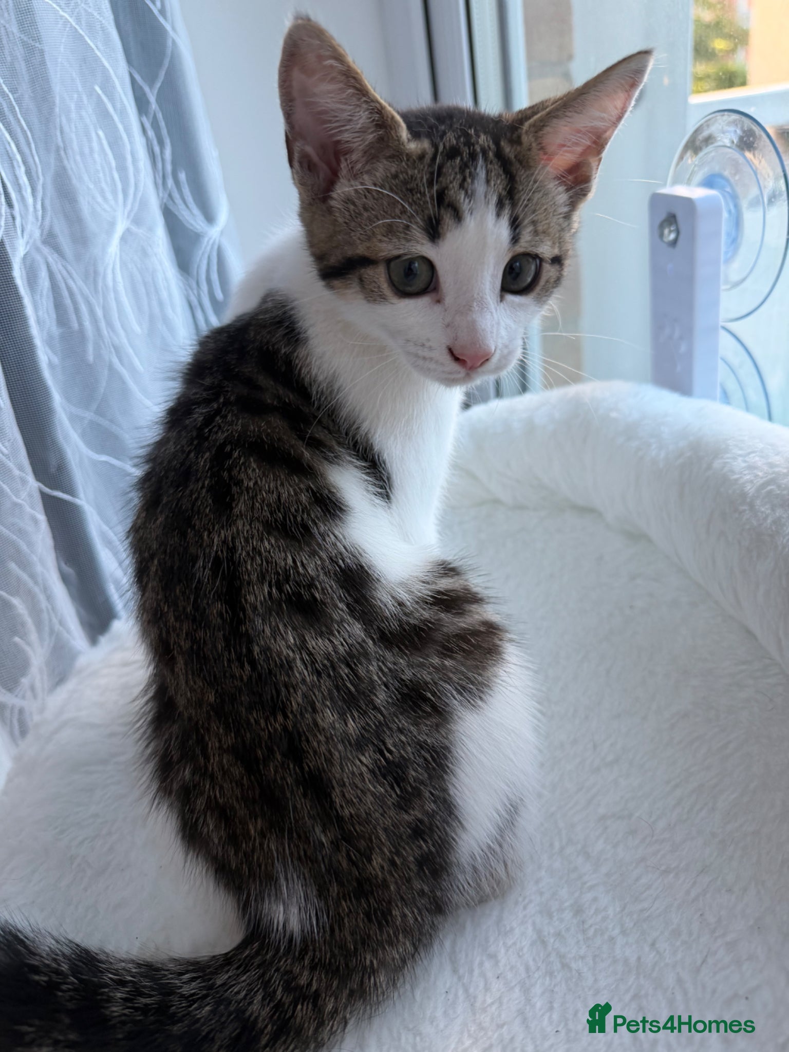 Mixed Breed cats for sale: Female 2 months  - Advert 3