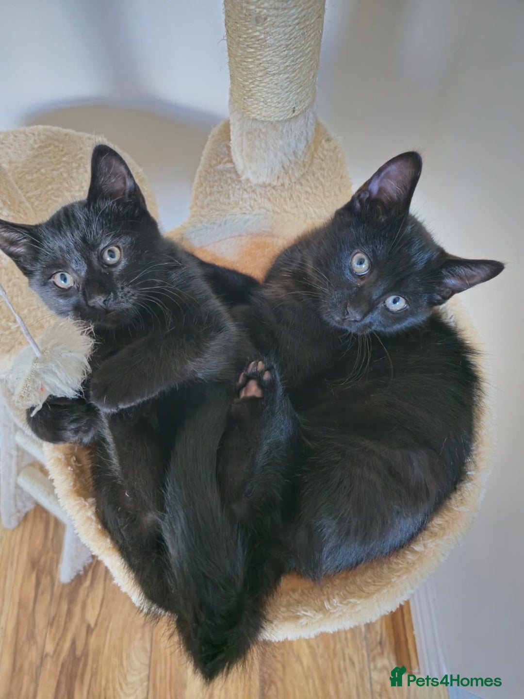 Mixed Breed cats for sale: 3 beautiful kittens for sale - Image 2