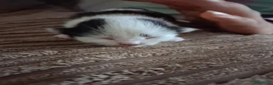 British Shorthair 4