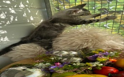 Maine Coon cats for sale: Pedigree registered Maine Coons - Image 4
