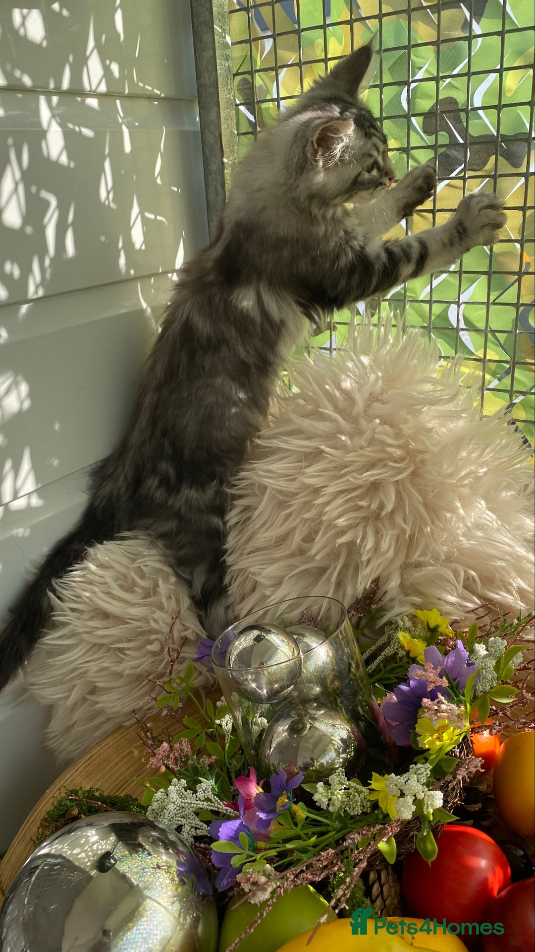 Maine Coon cats for sale: Pedigree registered Maine Coons - Image 4